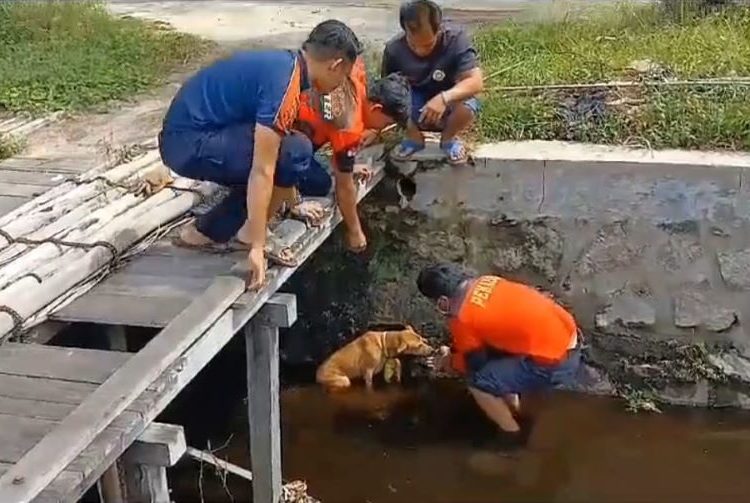 Seekor anjing yang terjebak di pengaringan diselamatkan Damkar, Senin (23/10). [Foto/Rizal]